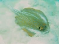 Sample 3 – Stingray