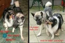 Sample 6 – Norwegian elkhound
