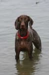 Sample 5 – German shorthaired