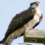 Sample 4 – Osprey