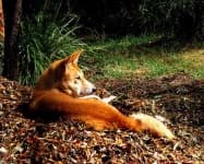 Sample 1 – Dingo