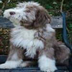 Sample 1 – Bearded collie