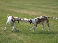 Sample 5 – Ibizan hound