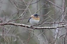 Sample 5 – Brambling