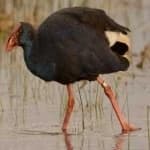 Sample 1 – Purple swamphen