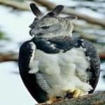 Sample 4 – Harpy eagle