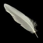 Sample 4 – Feather