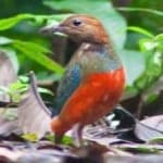 Sample of Red bellied pitta