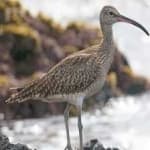 Whimbrel image dataset preview