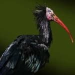 Sample 1 – Bald ibis