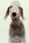 Sample 5 – Bedlington terrier