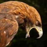 Sample 4 – Golden eagle