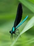 Sample 6 – Damselfly
