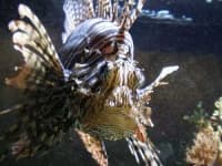 Sample 3 – Lionfish