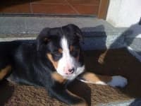 Sample 3 – Greater swiss mountain dog