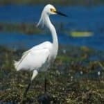 Sample 2 – Snowy egret
