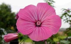 Sample 3 – Tree mallow