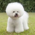 Sample 3 – Bichon frise