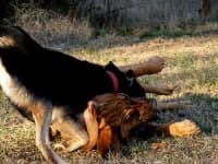 Sample 5 – Bloodhound