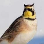 Sample 1 – Horned lark