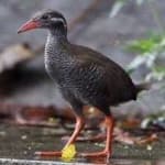 Sample 2 – Okinawa rail
