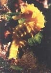 Sample 2 – Sea horse