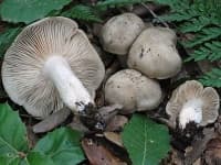 Sample 2 – Entoloma