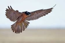 Sample 2 – Falcon