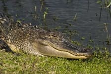 Sample 2 – American alligator