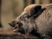 Sample 3 – Boar