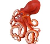 Sample 3 – Octopus