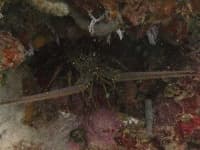 Sample 3 – Spiny lobster