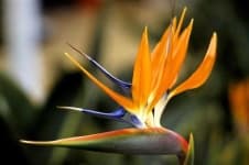 Sample 15 – Bird of paradise flower