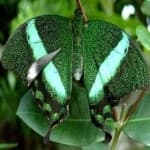 Sample 19 – Banded butterfly