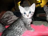 Sample 1 – Egyptian mau