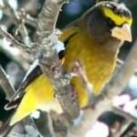 Sample 1 – Evening grosbeak