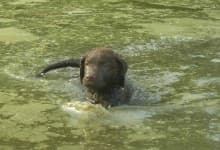 Sample 4 – Chesapeake bay retriever