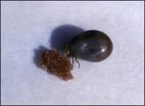 Sample 3 – Tick