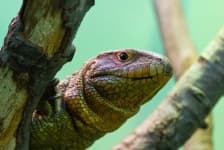 Sample 6 – Lizard