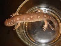 Sample 3 – Spotted salamander