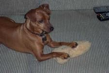 Sample 4 – Miniature pinscher