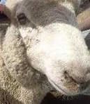 Sample 3 – White suffolk