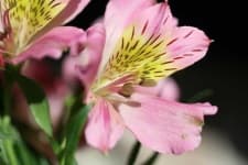Sample 4 – Peruvian lily