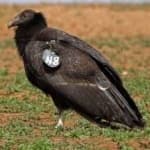 Sample 2 – California condor
