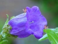 Sample 3 – Canterbury bells