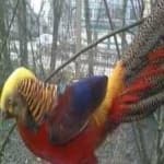 Sample 6 – Pheasant