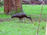 Sample 4 – Black stork