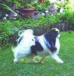 Sample 6 – Japanese spaniel