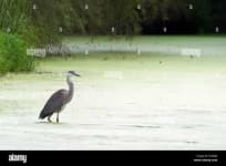 Sample 1 – Heron