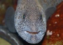 Sample 2 – Eel